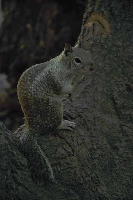 a Yosemite squirrel